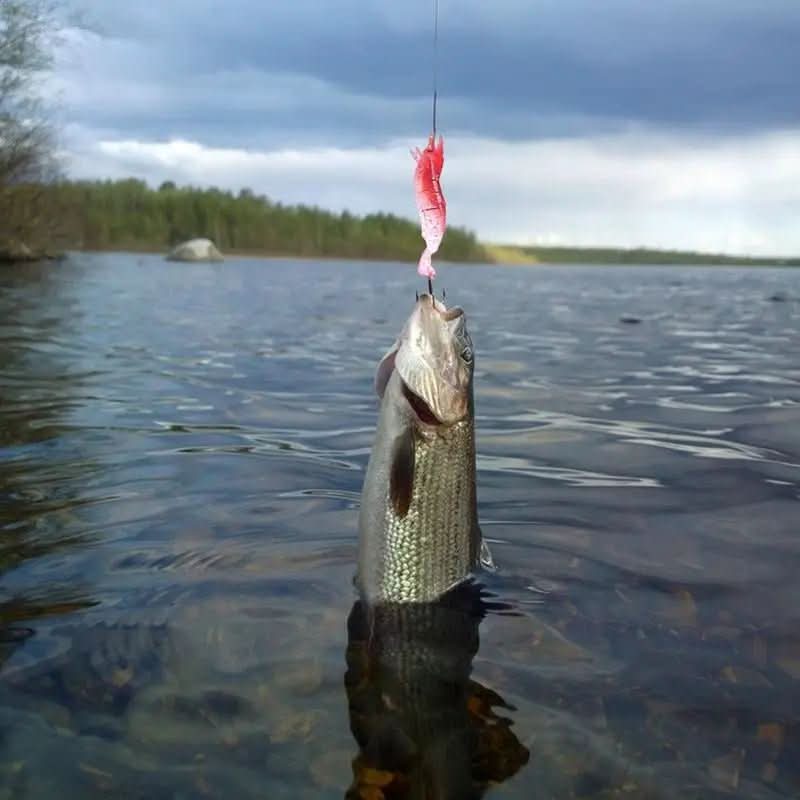 Fangora | Fishing Advent Calendar with 24 Lures for Freshwater and Saltwater