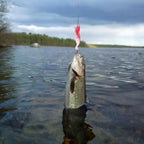 Fangora | Fishing Advent Calendar with 24 Lures for Freshwater and Saltwater