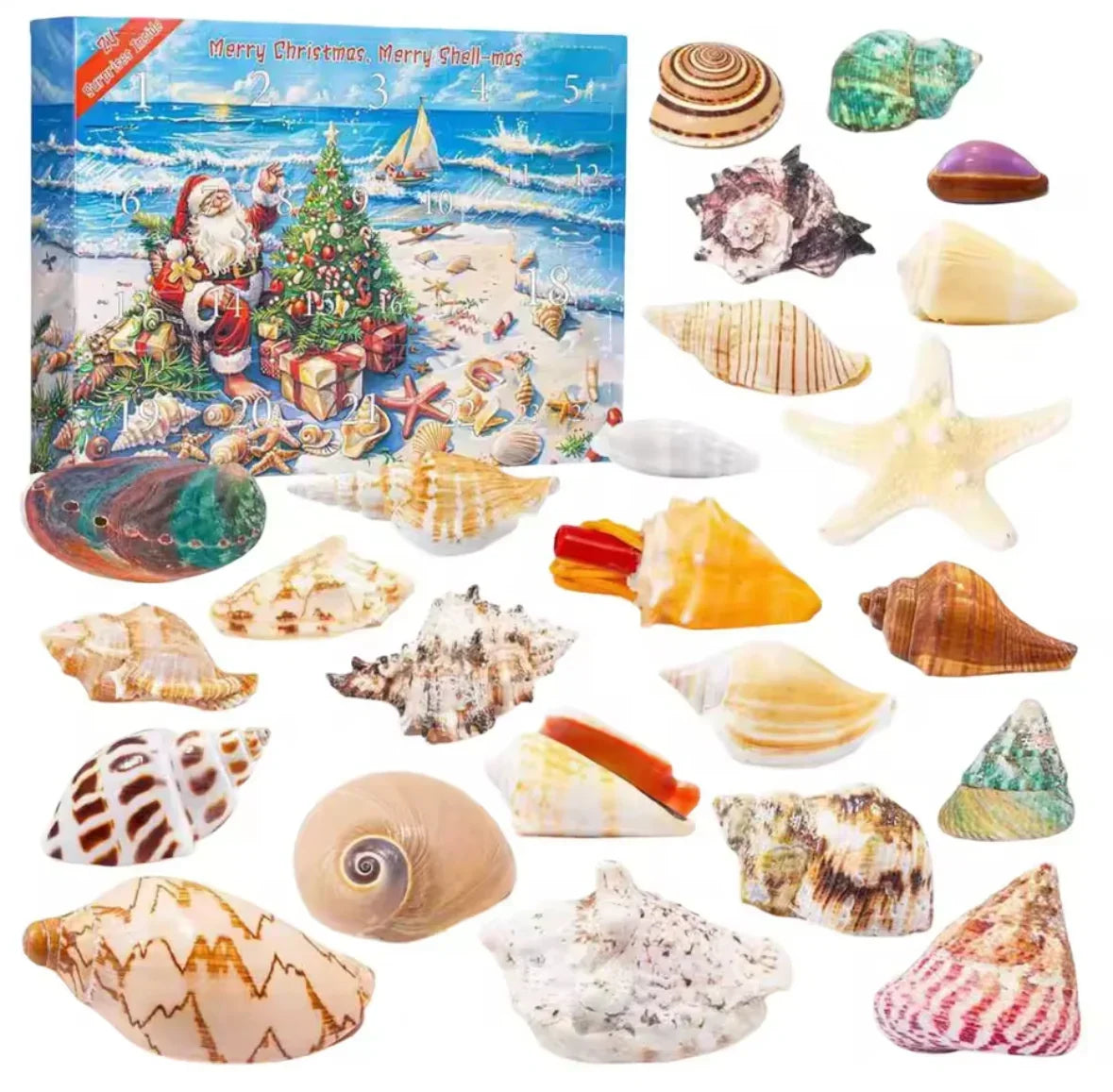 Seashell Advent Calendar with 24 Real Shells and Snail Shells 2026
